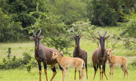 10 National Parks to visit in Uganda - Uganda national parks