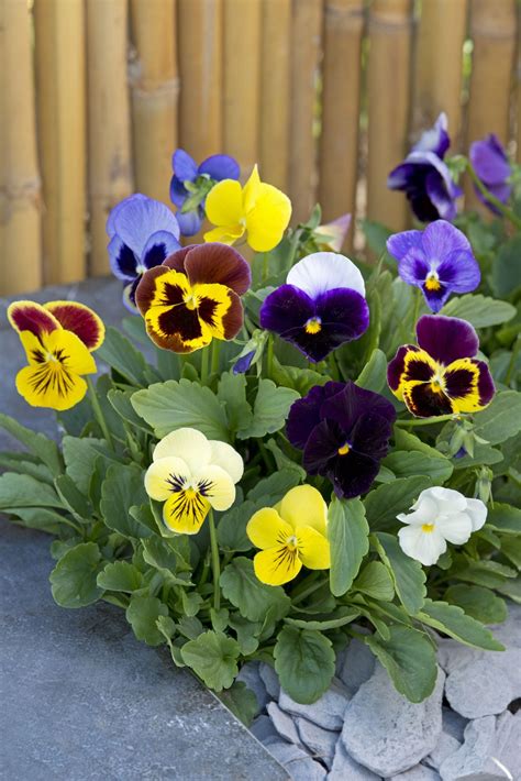 Viola Wittrockiana Swiss Giant Field Grown Mix Muller Seeds