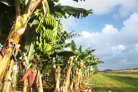 Royalty Free Banana Plantation Pictures, Images and Stock Photos - iStock