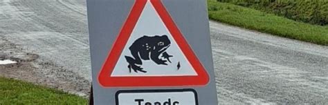 Toad Traffic Takes A Skip And A Jump To Reach Caldbeck Pond