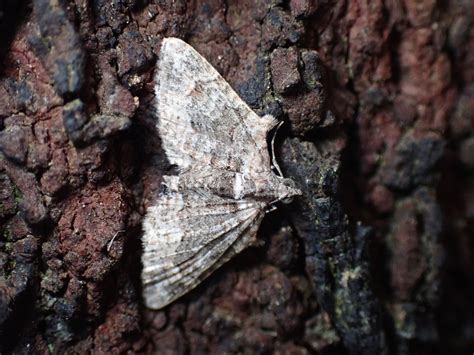 Apple Looper From Olivers Creek Tyabb VIC 3913 Australia On October