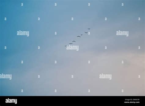 flock of birds flying in formation Stock Photo - Alamy