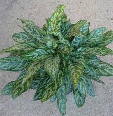 Chinese Evergreen Mary Ann Triple Tree Nurseryland