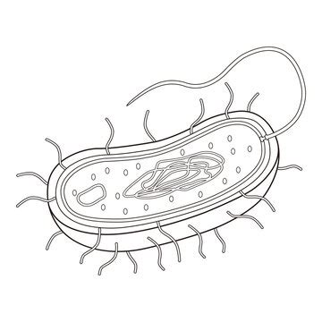 Simple Prokaryotic Cell Diagram