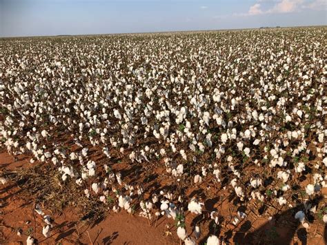 Fazenda S Tio M Em Zona Rural Em Paranatinga Por R