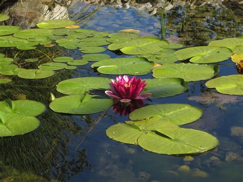 Water Lily Aquatic Plant Blossom Free Photo On Pixabay Pixabay