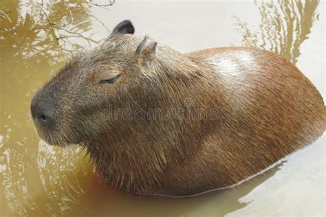 Capybara In French Guiana Cayenne Zoo Stock Image Image Of Swamps