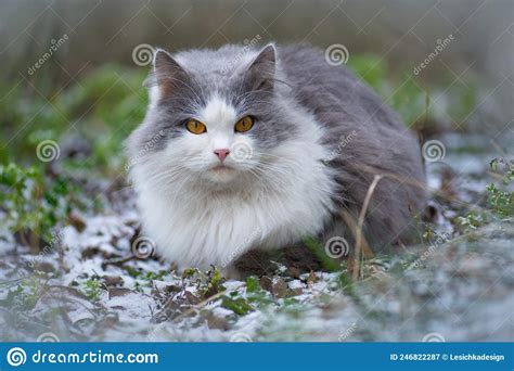 Cat First Sees Snow in the Winter. Cute Kitten Sitting Near Snowy ...