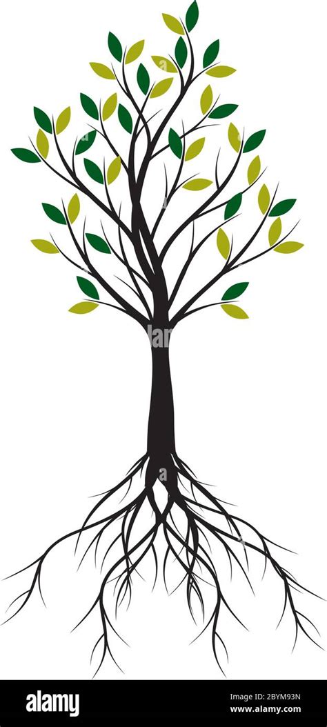 Green Spring Tree With Roots Vector Outline Illustration Plant In