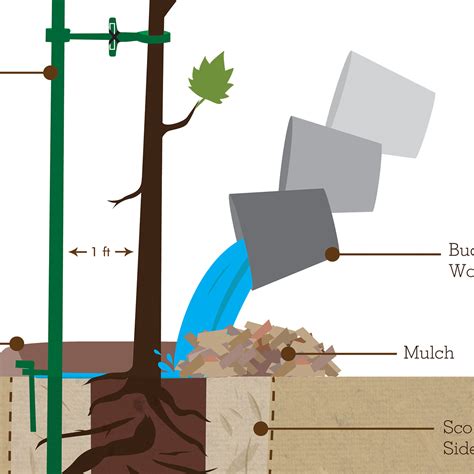 How To Plant Your Tree Infographic On Behance