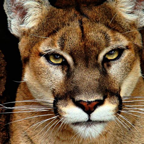 Understanding Lion Behavior and Historical Incidents of Attacks 13