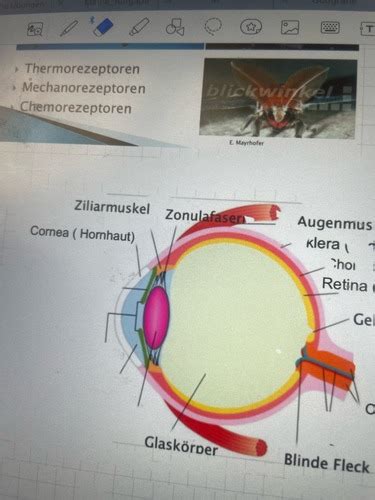 Bio Auge Karteikarten Quizlet