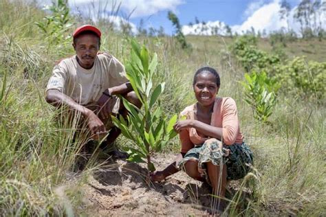 Madagascar Planting The Right Trees Adra International