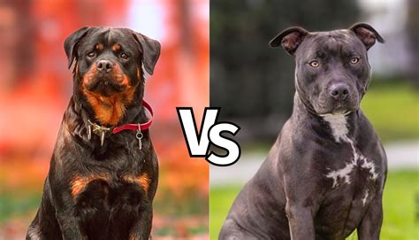 Rottweiler Vs Pitbull Understanding Their True Nature