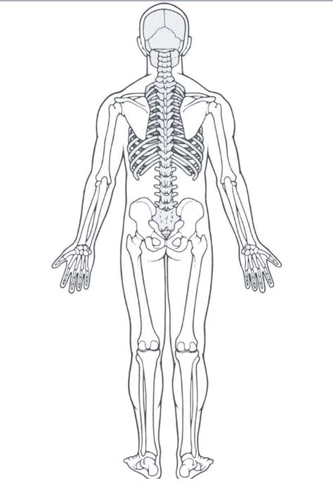 TMCC BIO 223 Lab - Lab 2 and 3 - Skeleton Back Diagram | Quizlet