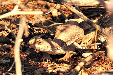 Desert Iguana Facts! | Always Learning!