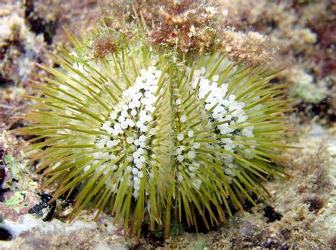 Variegated Urchin Lytechinus Variegatus Grand Cayman Photo