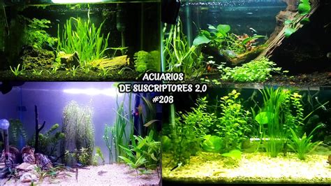 ACUARIOS DE SUSCRIPTORES 2 0 208 PLANTADOS PEZ BETTA PEZ GOLDFISH