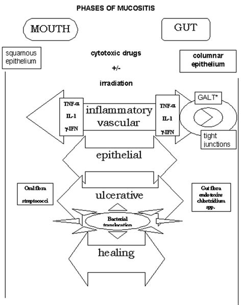 Mucosal Barrier Injury Of The Gastrointestinal Tract Download Scientific Diagram