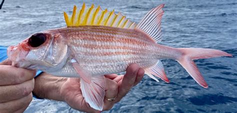 Squirrelfish