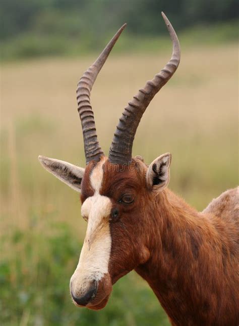 Blesbok antelope stock image. Image of bontebok, phillipsi - 11998831