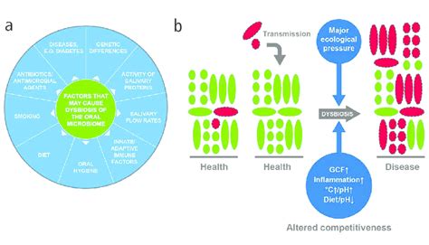 (a) Causes of dysbiosis; (b) A model of dysbiosis (adapted from Marsh ...