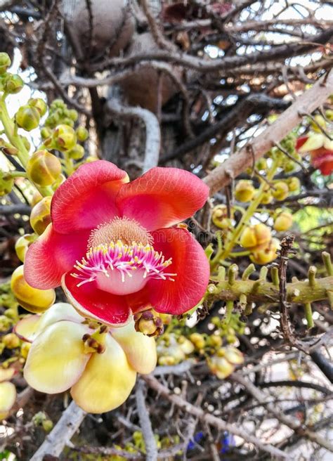 Cannon Ball Tree Flower Blooming on Tree. Stock Photo - Image of pollen ...