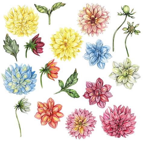 Conjunto De Flores De Acuarela Dahlia Ilustraci N Dibujada A Mano