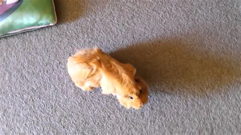 Guinea Pig Following In Circles Youtube