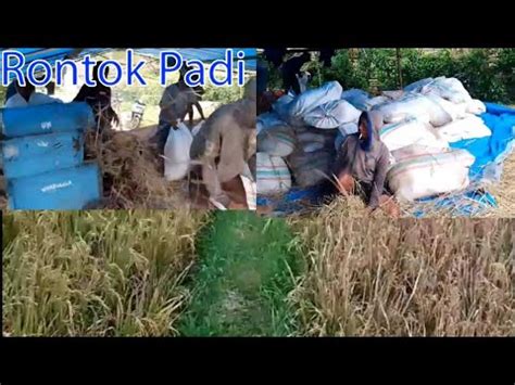 Rontok Padi Di Sawah Indahnya Gotong Royong Youtube