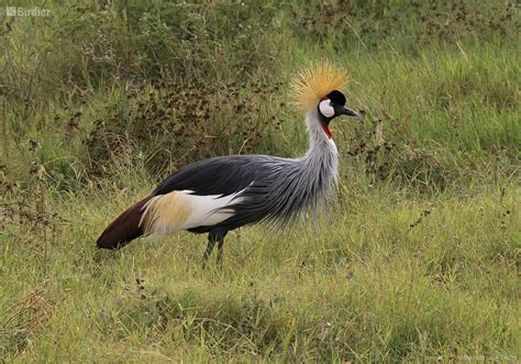 Species of the Gruidae family - Birdier