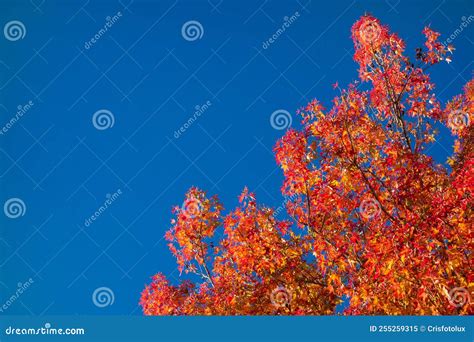 Maple Red Leaves Background Stock Image Image Of Leaves Autumn