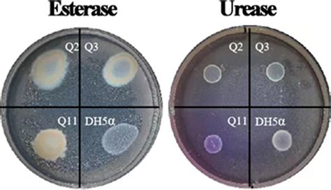 Qualitative Identification Of Esterase And Urease Activities In The