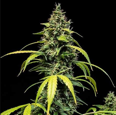 Cannabis Seeds Sherbet Queen Auto Villabafo