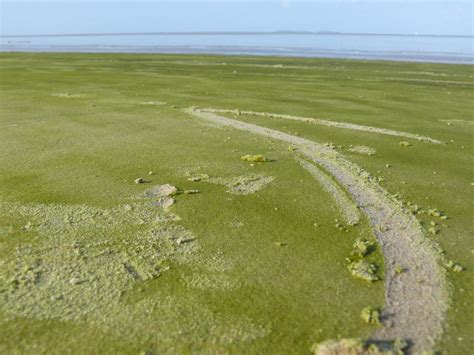 5 Pantai dengan Pasir Warna-warni Terindah di Dunia