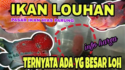 Harga Ikan Louhan Pasar Ikan Hias Parung Part 1 Ternyata Ada Yg Besar