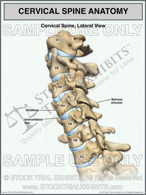 Cervical Radiculopathy Exercises Pdf Nhs Tamika Fain