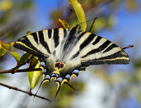 Scarce Swallowtail Iphiclides Podalirius Autumn Oeiras Portugal