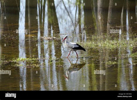 White Stork Walking Hi Res Stock Photography And Images Alamy