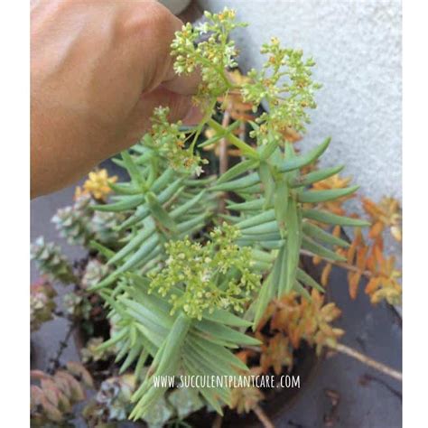 Crassula Tetragona Miniature Pine Trees Care Propagation Succulent Plant Care