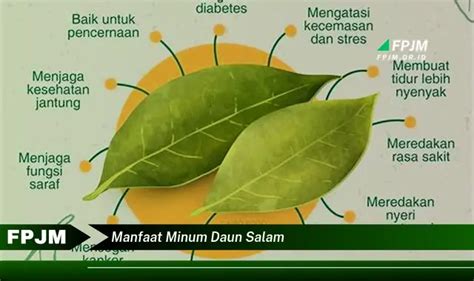 Temukan Manfaat Minum Daun Salam Yang Bikin Kamu Penasaran Discover