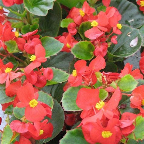 Begonia Ambassador Series