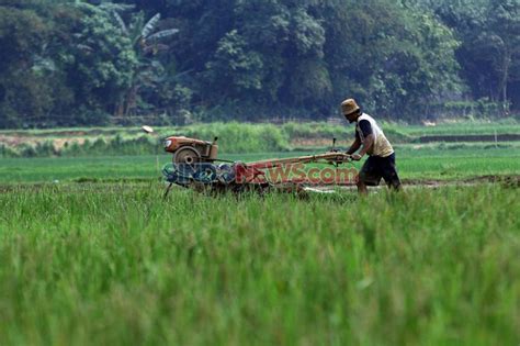 Standby Buyer Saat Musim Panen Skema Pendanaan BUMN Pangan Digodok