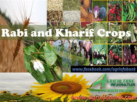 Rabi and Kharif Crops|Oasis Agro Industries Pakistan