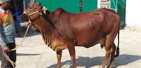 Pure Breed Sahiwal Cow at 35000.00 INR in Karnal | Gokul Dairy Farm