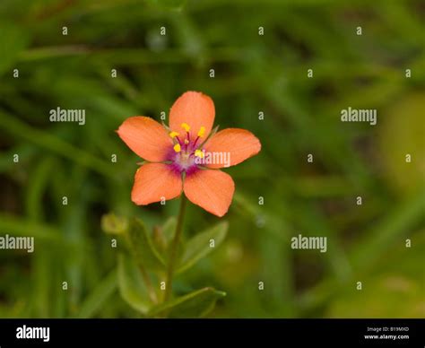 Scarlet Pimpernel Anagallis Arvensis Subspecies Arvensis Primulaceae