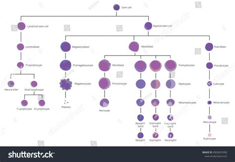 60 Mature Basophils Images, Stock Photos & Vectors | Shutterstock