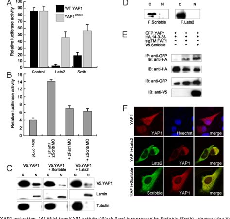 Figure From Scribble Participates In Hippo Signaling And Is Required