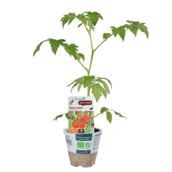 Plants De Tomates Bio Botanic