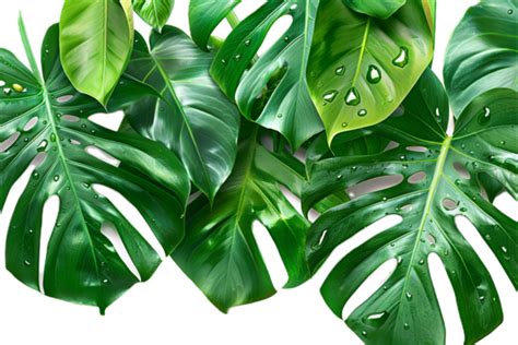 Tropical Leaves Png Pngs For Free Download